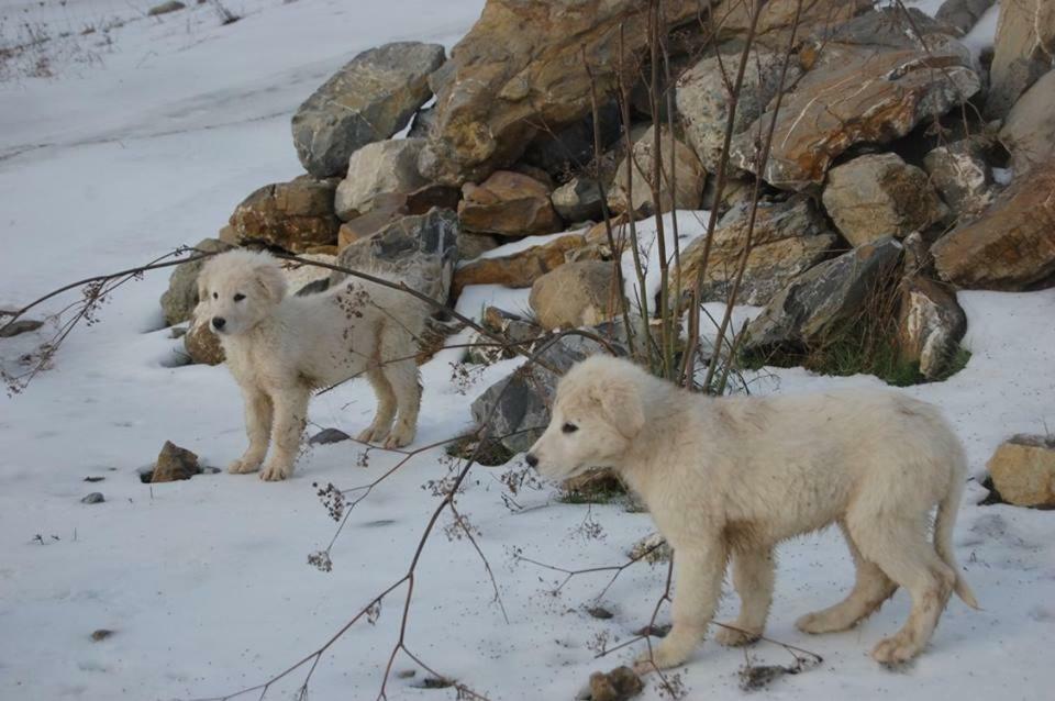 فيلا Ciuchi House Cantalupo Ligure المظهر الخارجي الصورة